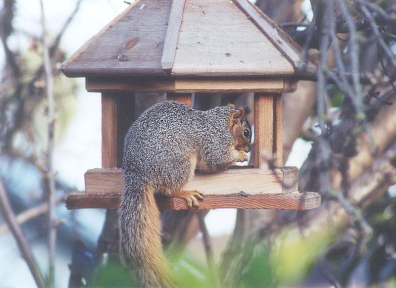 March01 2001-Fox Squirrel-by Gregg Elovich.jpg