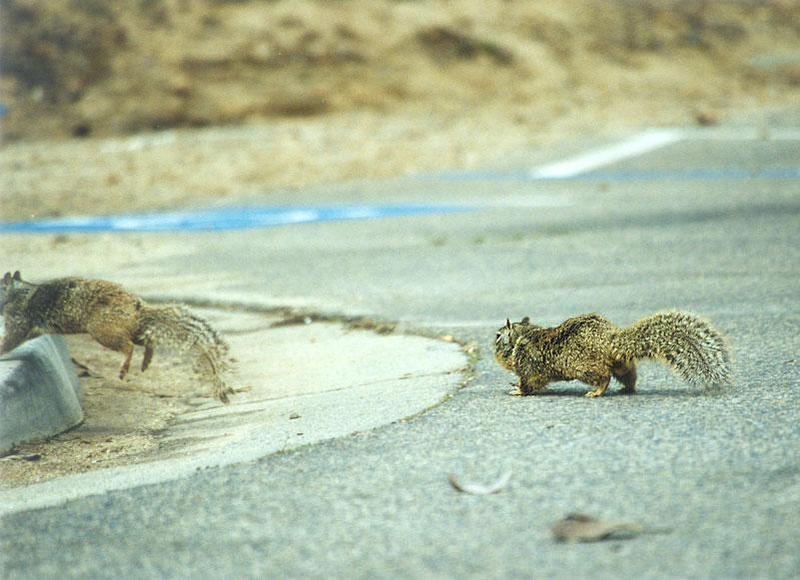 March06 2001-California Ground Squirrel-by Gregg Elovich.jpg