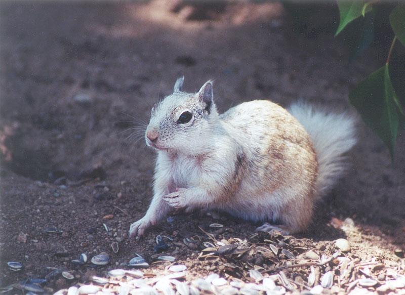 March07 2001-California Ground Squirrel-by Gregg Elovich.jpg