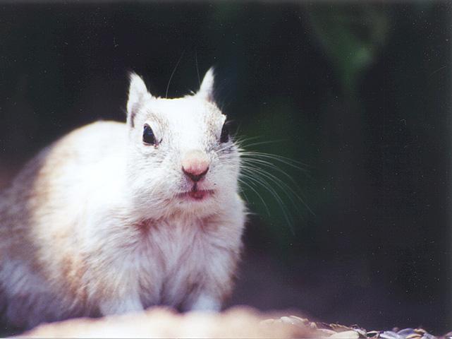 March09 2001-California Ground Squirrel-by Gregg Elovich.jpg