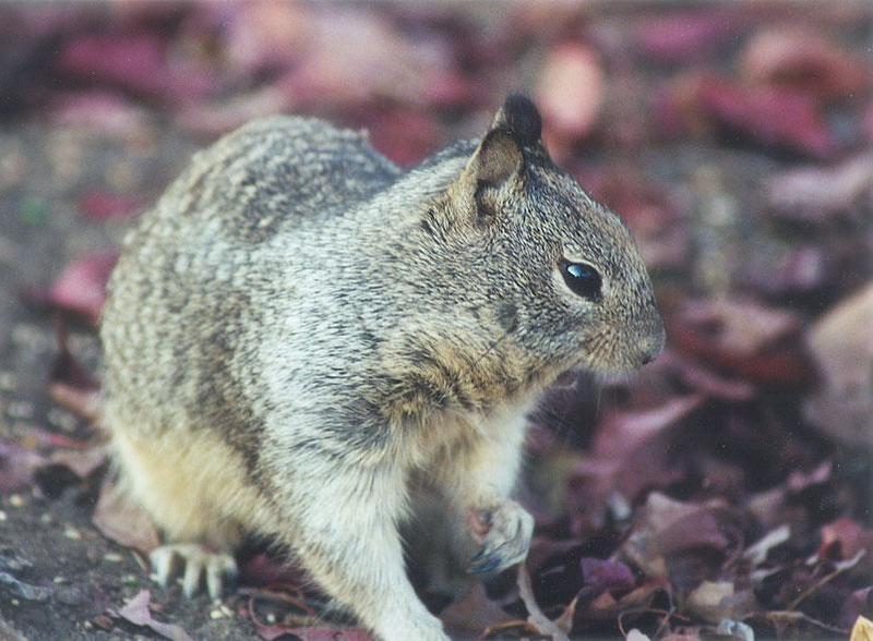 March10 2001-California Ground Squirrel-by Gregg Elovich.jpg