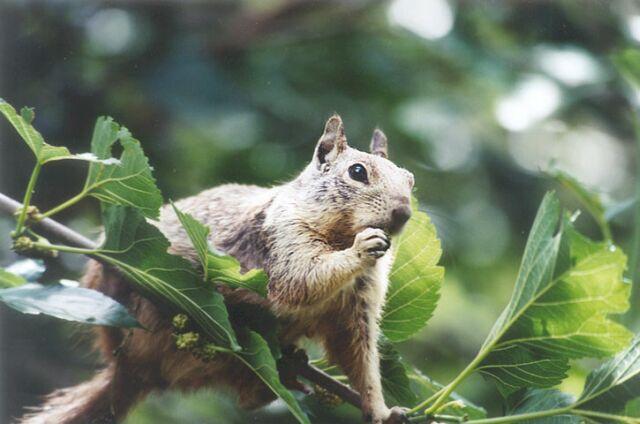 May001 2001-California Ground Squirrel on tree-by Gregg Elovich.jpg