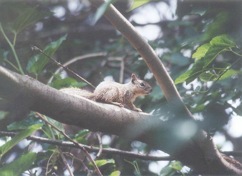 May002 2001-California Ground Squirrel on tree-by Gregg Elovich.jpg