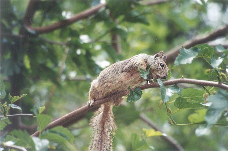 May003 2001-California Ground Squirrel on tree-by Gregg Elovich.jpg