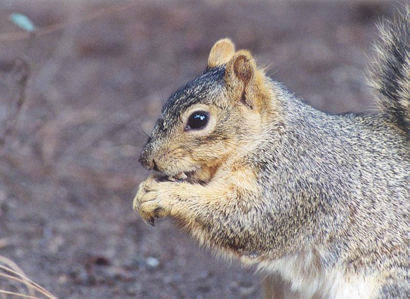 May1-Fox Squirrel-by Gregg Elovich.jpg