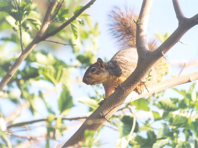 May2-Fox Squirrel-by Gregg Elovich.jpg
