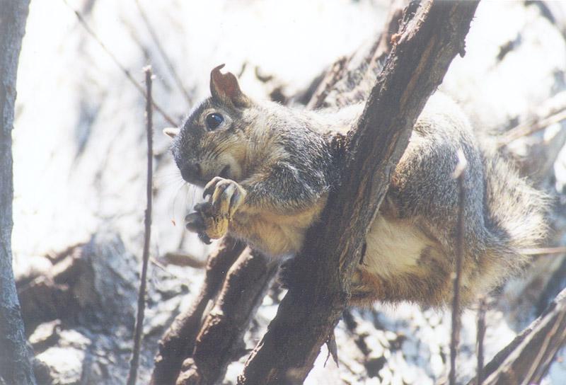 May3-Fox Squirrel-by Gregg Elovich.jpg
