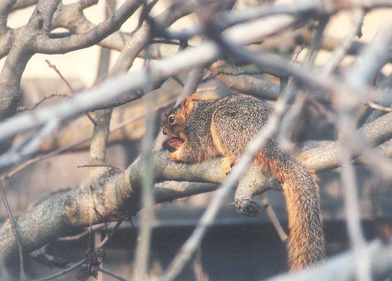 May5-Fox Squirrel-by Gregg Elovich.jpg