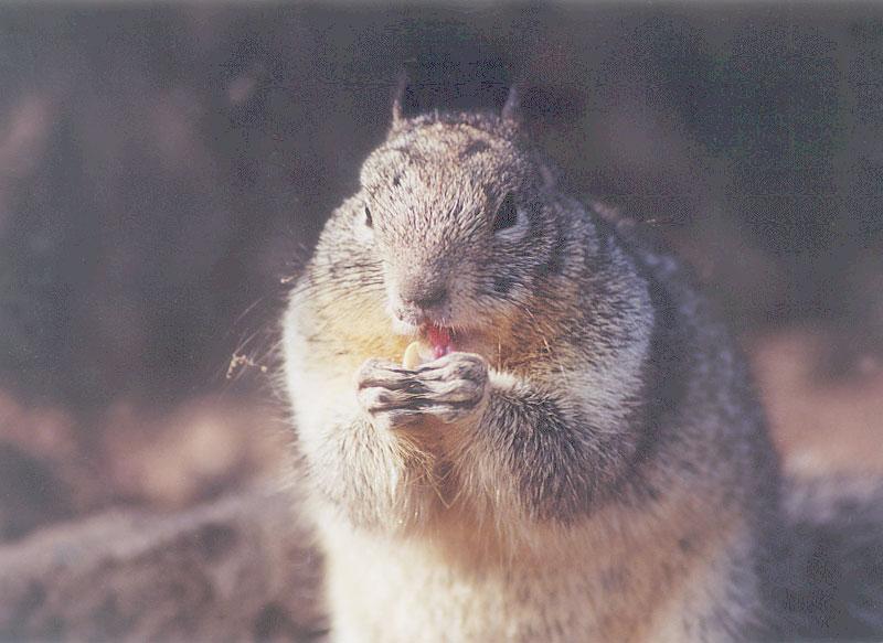 May6-California Ground Squirrel-by Gregg Elovich.jpg