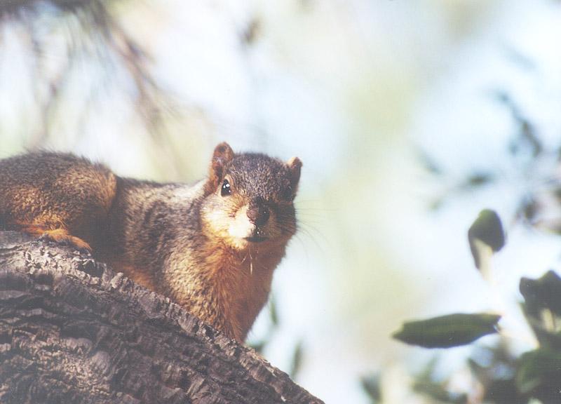 May8-Fox Squirrel-by Gregg Elovich.jpg