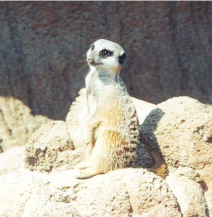 Meerkat-by Denise McQuillen.jpg