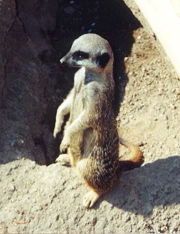 Meerkat2-by Denise McQuillen.jpg