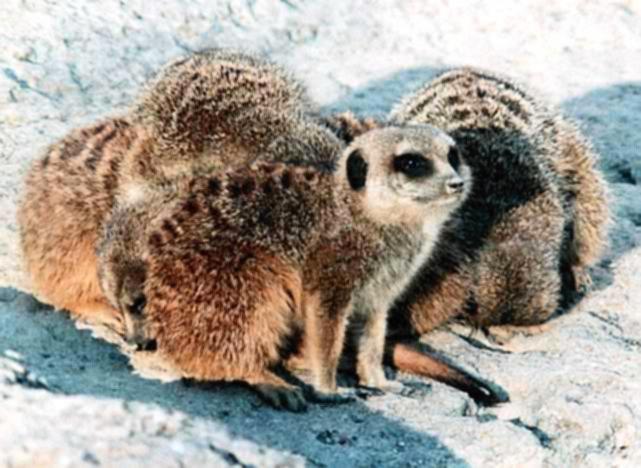 Meerkat group-MemphisZoo-by David Garrett.jpg