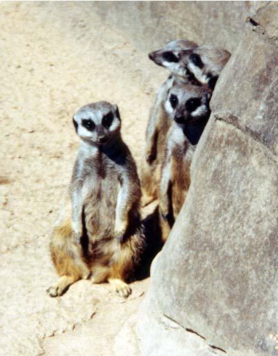 Meerkats-by Denise McQuillen.jpg