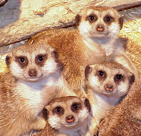 Meerkats from Boise Zoo-by Rick Hobson.jpg