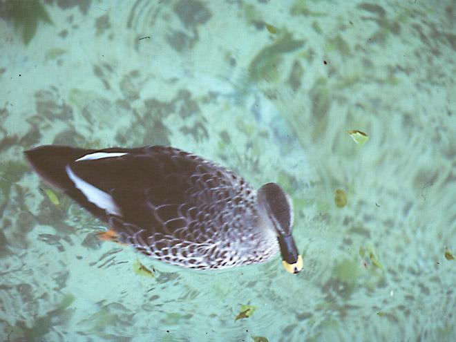 MisteryDuck-Spotbill-or-Spot-billed Duck-by Jose Sierra Jr.jpg