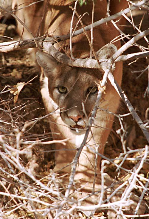 Mountain lion1-Cougar-by Shirley Curtis.jpg