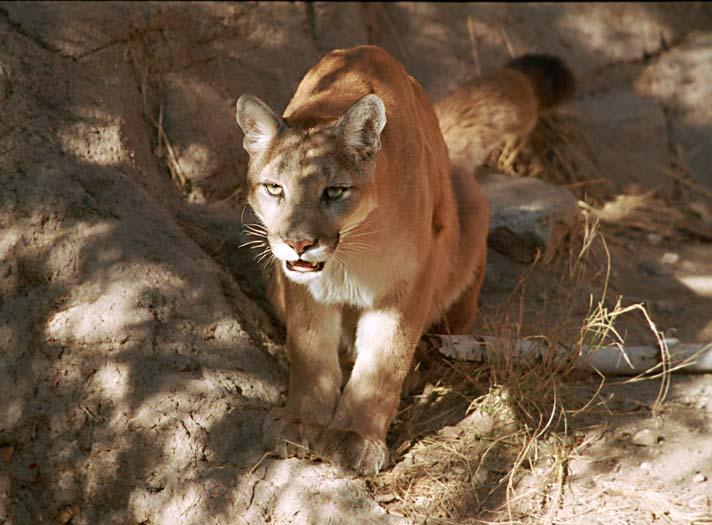 Mountain lion2-Cougar-by Shirley Curtis.jpg