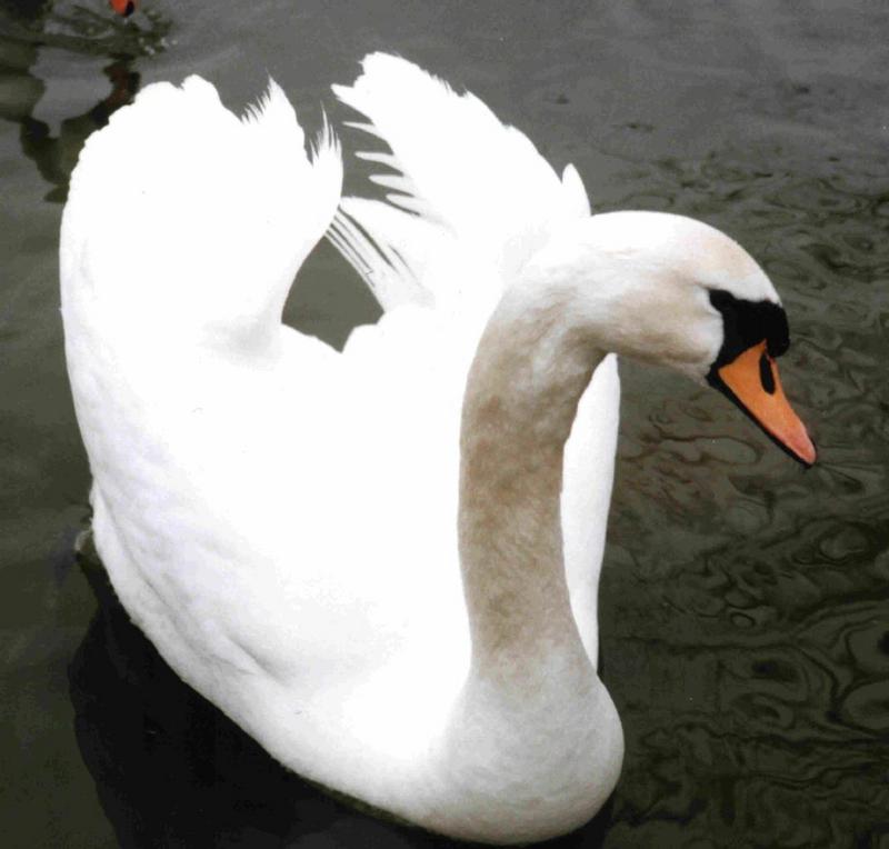 Mute Swan-floating on water-closeup-by Theresa.jpg