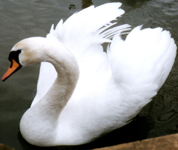 Mute Swan 2-floating on water-closeup-by Theresa.jpg