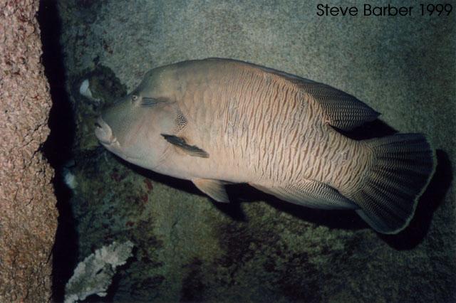 Napoleon Fish-or-Humphead Wrasse-by Steve Barber.jpg