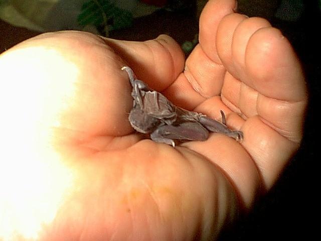 Nog1 Chiroptera-Southeastern Freetail Bat-by Robin Russell.jpg