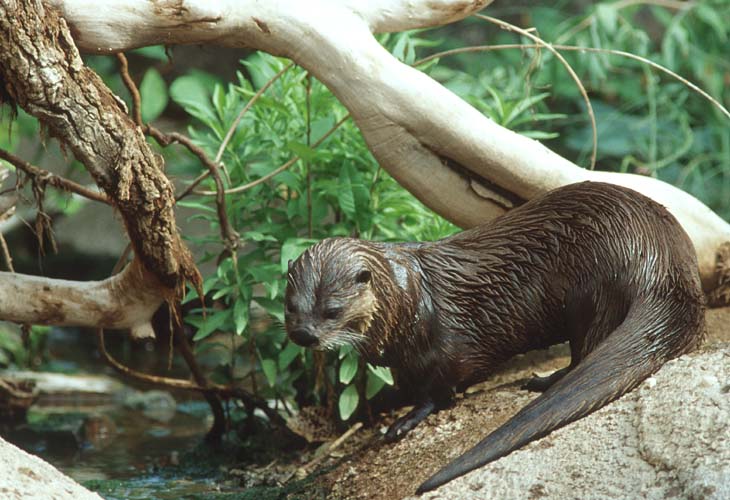 North American River Otter2-by Shirley Curtis.jpg