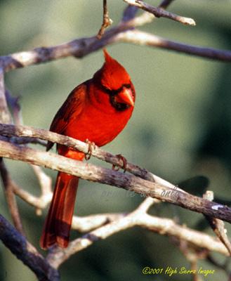 Northern Cardinal01-male-by Jose Sierra Jr.jpg