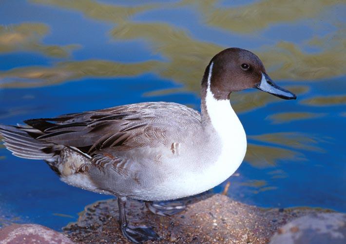Northern Pintail Duck-by Shirley Curtis.jpg