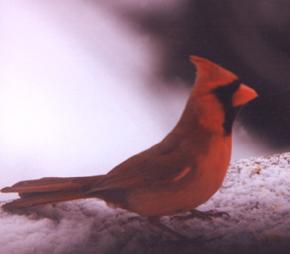 Northern cardinal1-by Annie Wilczak.jpg