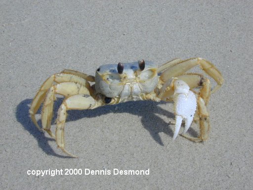 Ocypode quadrata01-American Ghost Crab-by Dennis Desmond.jpg