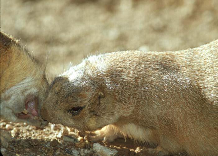 OpenMouth-Prairiedogs-by Shirley Curtis.jpg