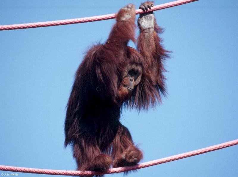 Orang Utan-Orangutan-by John White.jpg