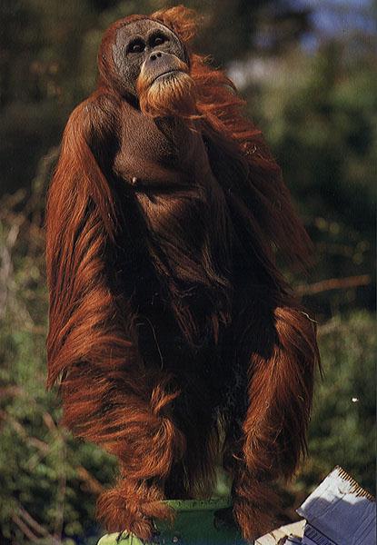 Orangutan-oerang08-by Julius Bergh.jpg