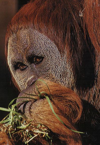 Orangutan-oerang09-by Julius Bergh.jpg