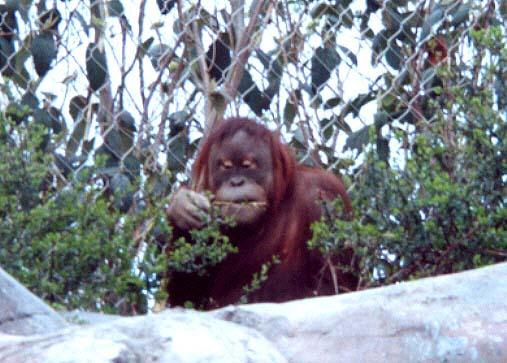 Orangutan2-by Denise McQuillen.jpg