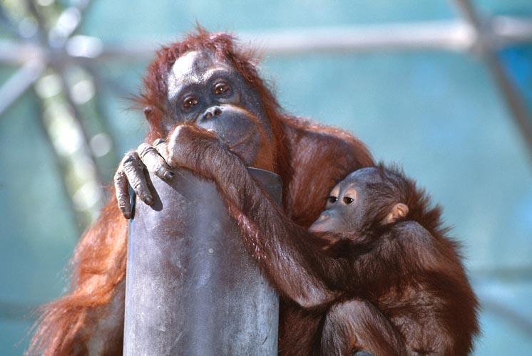 Orangutan Baby-with mom-at Phoenix Zoo-by Shirley Curtis.jpg