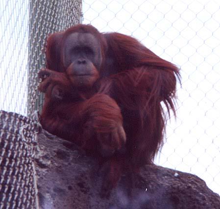 Orangutan contemplating-by Denise McQuillen.jpg