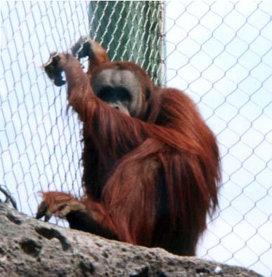 Orangutan let me outta here-by Denise McQuillen.jpg