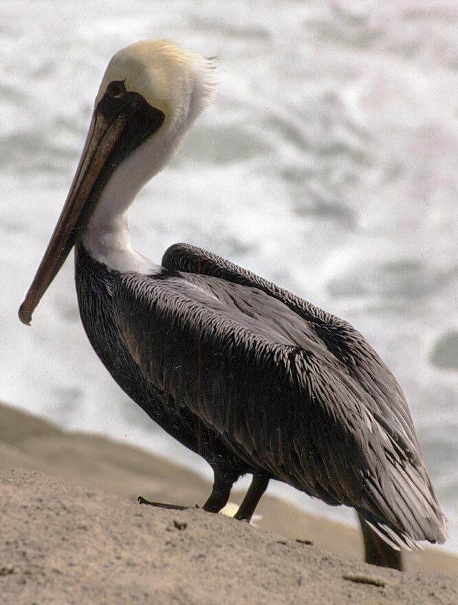 Pelican003-Brown Pelican-closeup on beach-by Ralf Schmode.jpg