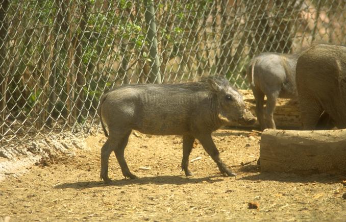 Photo194-Warthogs-by Linda Bucklin.jpg