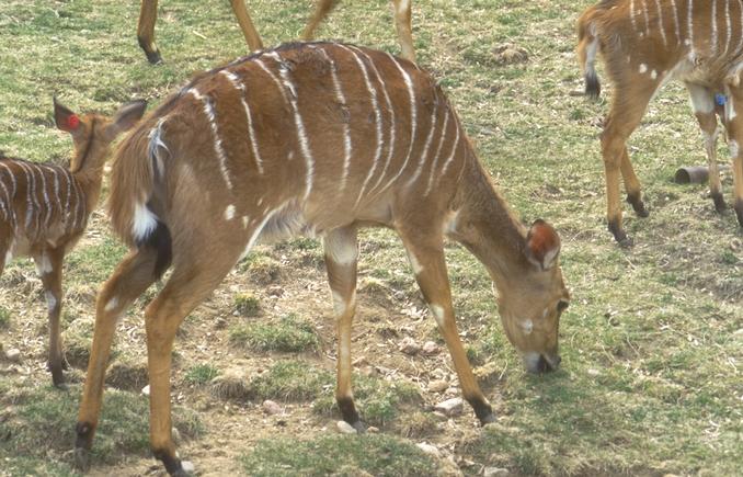 Photo206-Common Nyala Antelopes-grazing herd-by Linda Bucklin.jpg