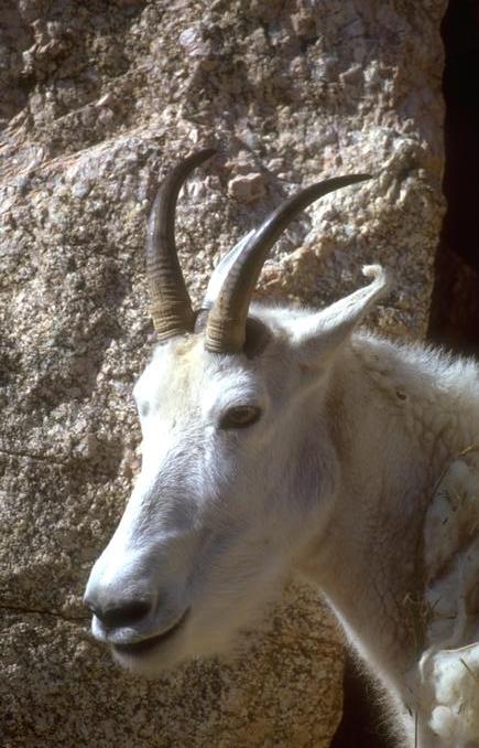 Photo221-WhiteRockyMountainGoat-FaceCloseup-by Linda Bucklin.jpg