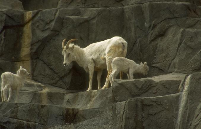 Photo224-WhiteRockyMountainGoats-Family-by Linda Bucklin.jpg