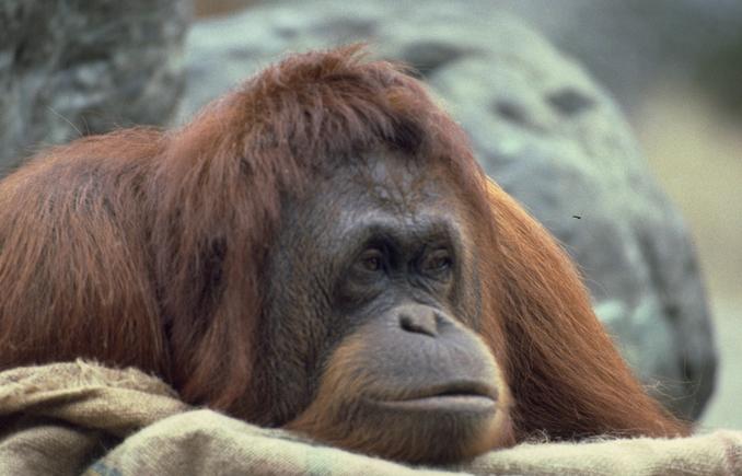 Photo260-Orangutan-SleepyFaceCloseup-by Linda Bucklin.jpg