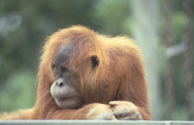 Photo264-Orangutan-MelancholicFaceCloseup-by Linda Bucklin.jpg