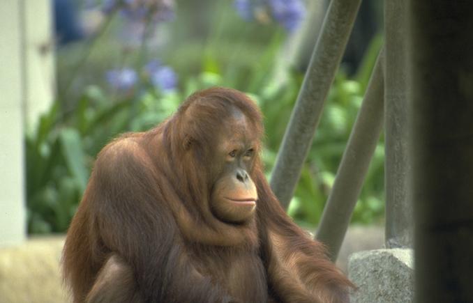 Photo267-Orangutan-Closeup-by Linda Bucklin.jpg
