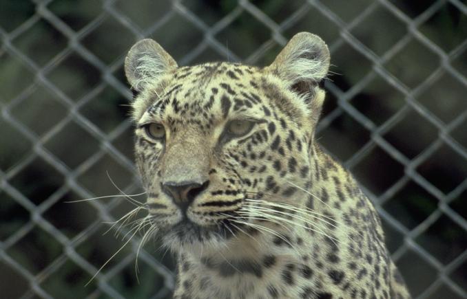 Photo283-Leopard-FaceCloseup-by Linda Bucklin.jpg