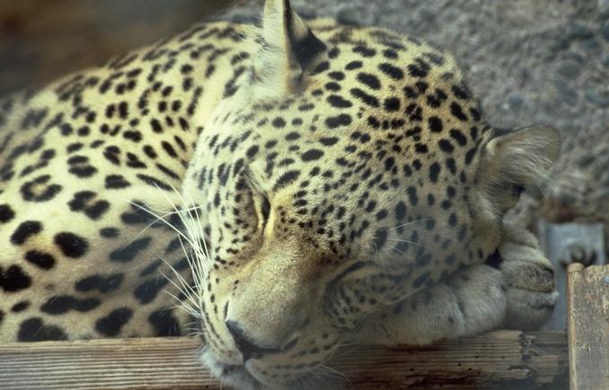 Photo284-Leopard-SleepyFace-by Linda Bucklin.jpg