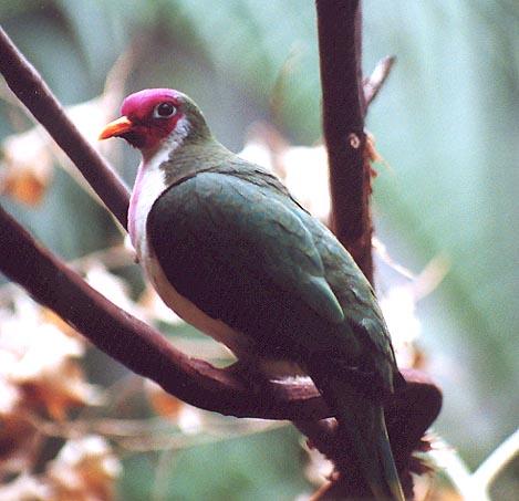 Pink and green bird-Jambu Fruit Dove-by Denise McQuillen.jpg